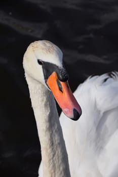 Close up portrait of one beautiful white swan in water with waves and ripples, high angle front view