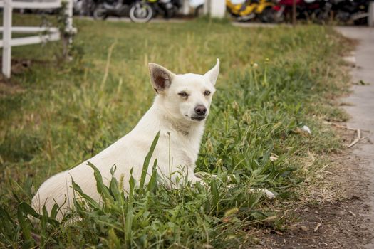 Small dog intent to play intrigued between the fresh grass of the farm