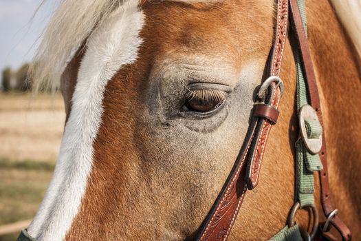 Muzzle of a horse in the foreground with details