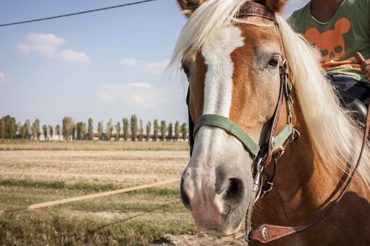 Horse during a summer walk in the countryside