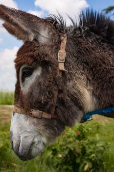 Donkey in a typical Italian Farm