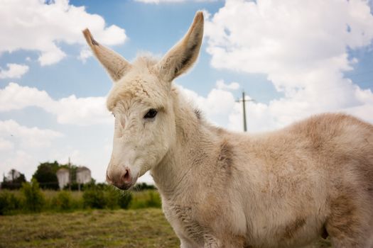 Donkey in a typical Italian Farm