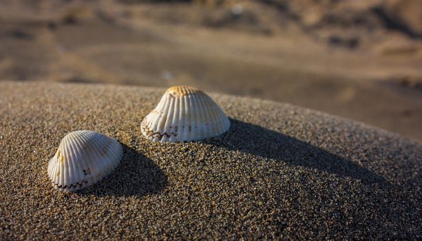 Two shells resting on a small sand dune on the seashore at sunset