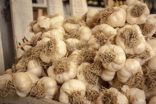Heads of garlic in drying inside a stall in a typical Italian farm that respects quality and traditions.