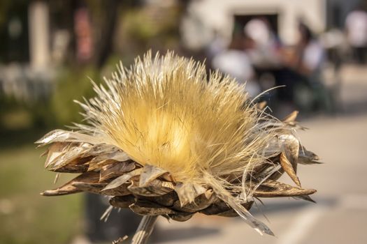 A typical flower of the northern Italian plains resumed in the foreground with the background blurred.