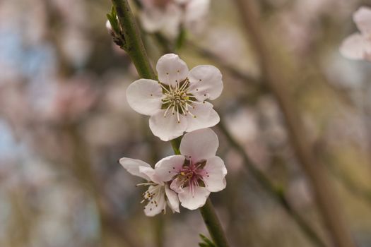 Detail of the flower of a peach tree in spring.