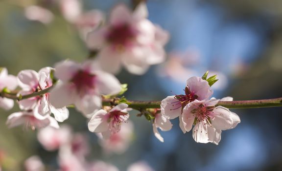 Detail of the flower of a peach tree in spring.