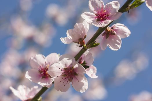 Detail of the flower of a peach tree in spring.