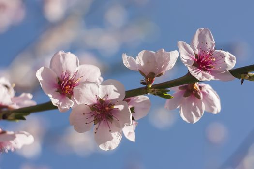 Detail of the flower of a peach tree in spring.