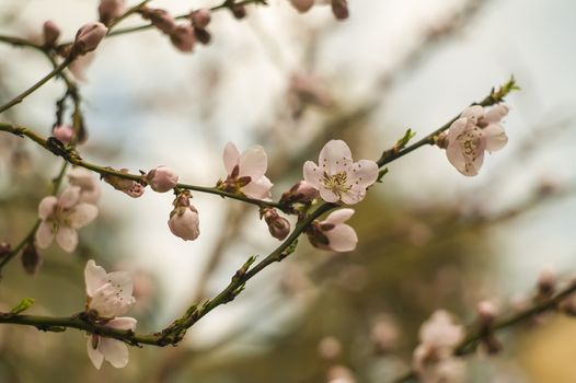 Detail of the flower of a peach tree in spring.