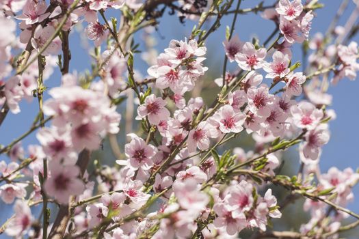 Detail of the flower of a peach tree in spring.