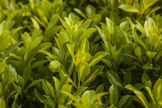 A multitude of leaves, texture with green leaves, leaves background.