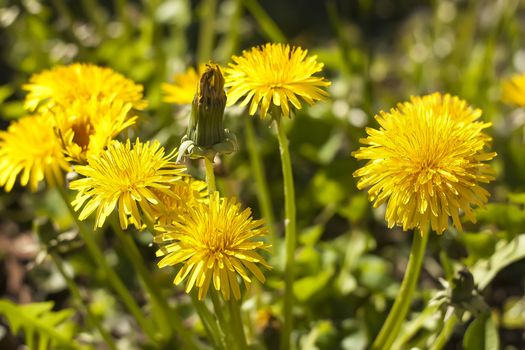 Flowers of wild dandelion in spring, a yellow flower looking very cheerful and showy.