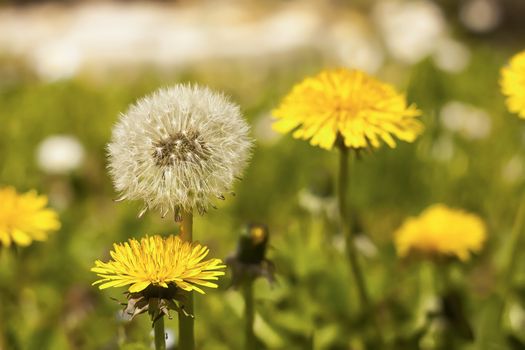 Dandelion (Taraxacum) flowers before and after the phase of infructescence. An example of how nature is extremely varied and magic.