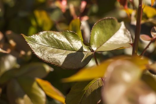 Detail of the Rosary leaves illuminated by the warm and warm spring sun.