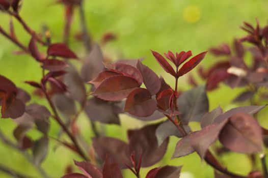 Red leaves of a rosary in a garden. detail of red leaves.