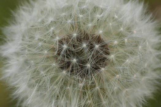 Magnification of a flower of Taraxacum in its phase infructescence.