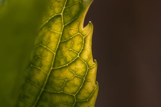 Detail of veins on a leaf in spring. Spectacular detail of a leaf and its smaller veins.