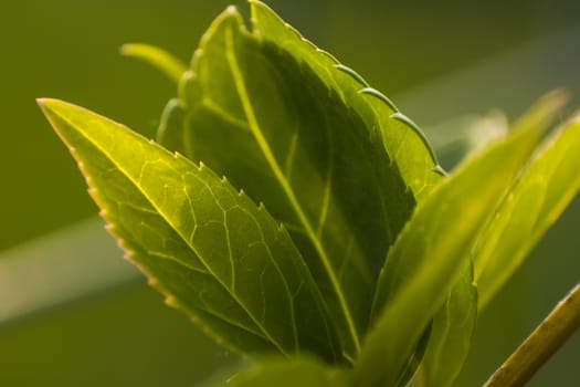 Detail of some leaves under magnification of a macro lens. veins and leaf details are clearly visible, including the serrated edge.