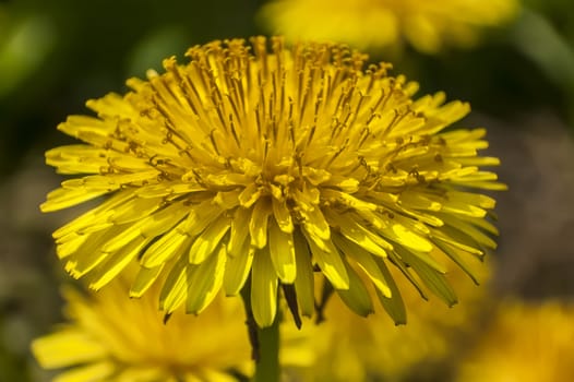 Details of flower petals of Taraxacum. A macro photography to show the details and colors of this flower.