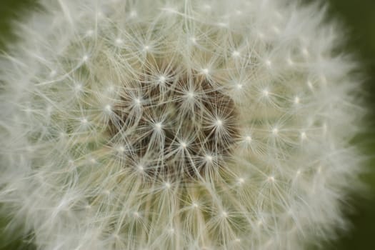 Magnification of a flower of Taraxacum in its phase infructescence.