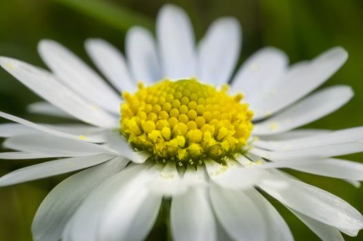Enlarged section of the daisy flower. An explosion of color and details of a common flower of the Italian peninsula.