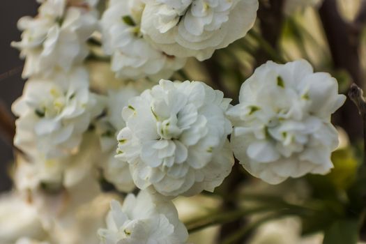 Small white flowers in macro shooting.