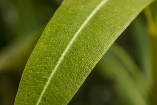 Detail of veins on a leaf in spring. Spectacular detail of a leaf and its smaller veins.