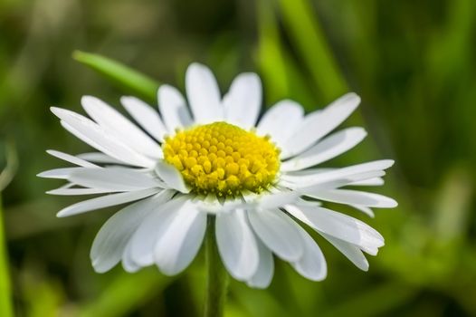 Enlarged section of the daisy flower. An explosion of color and details of a common flower of the Italian peninsula.