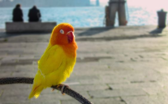 Small parrot perched on a bough in St. Mark's Square in Venice.