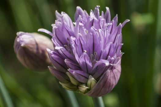 Flower in full bloom phase Grass Plant chives (Allium schoenoprasum). Detail of the petals of this flower with bright colors.