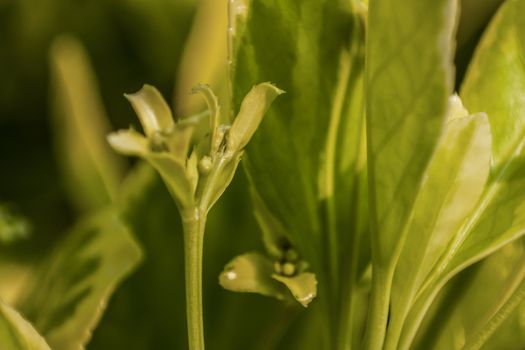 Small detail of a sprout of a leaf in a typical Italian hedge.