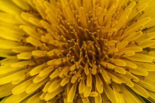 Details of flower petals of Taraxacum. A macro photography to show the details and colors of this flower.