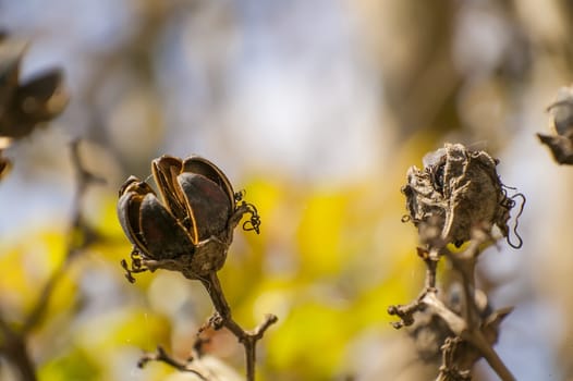 Typical of a flowering tree that grows in the Italian plains.