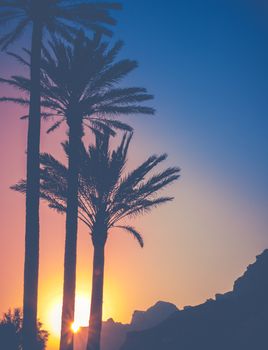 The Sun Behind Palm Trees And Mountains During A Tropical Sunset In Hawaii