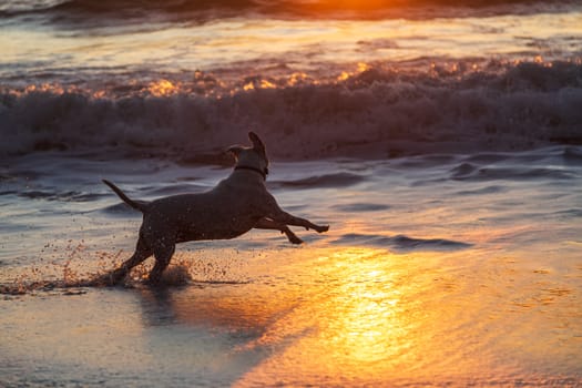 A Happy Dog Running in the Surf at the Beach at Sunset. Humboldt County, California.