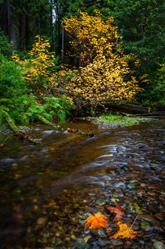 Autumn at a Small Creek with Maple Leaves, Humboldt County, California