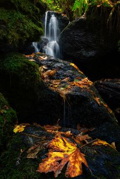 Waterfall in Autumn with Maple Leaves, Humboldt County, California.