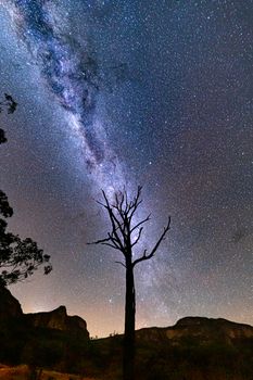 Starry skies with milky way over Gardens of Stone and a lone tree reaching up towards the stars