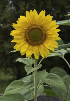 Yellow sunflowers blooming in a garden on a green background