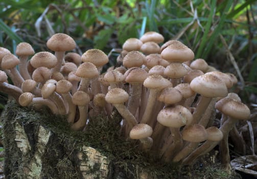 Mushrooms, growing on a tree trunk covered by moss in the autumn forest.