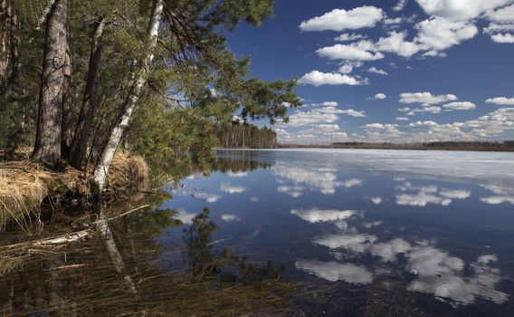 Hight Water in the Forest, Springtime.