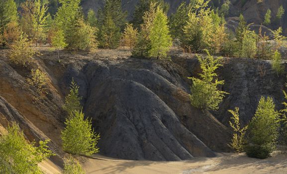 Spring Forest in a Sunny Day on Dunes of Sand and Clay in an Abandoned Quarry