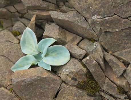 plants growing through stones on seashore