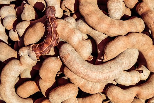 Close up of Tamarind fruit