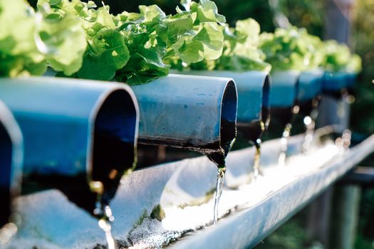 image of Hydroponics vegetable farm