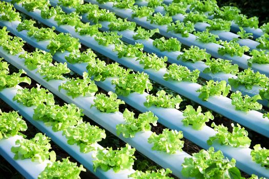 image of Hydroponics vegetable farm