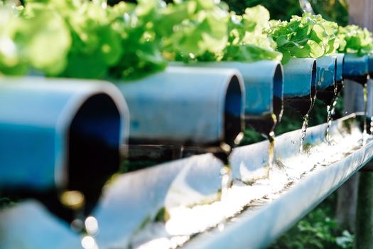 image of Hydroponics vegetable farm