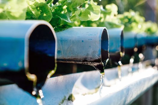 image of Hydroponics vegetable farm