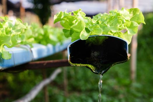image of Hydroponics vegetable farm